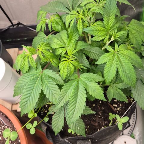 Kushi 😶‍🌫️(rest n. Teilernte/ critical kush, 9.1.24 🎁, Kümmerling) growlog timeline photo