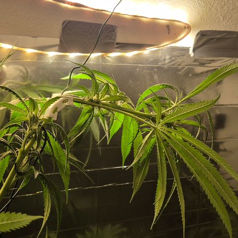 7 Punchi PURPLE PUNCH (photo) growlog photo: Der versuch 185cm unter Kontrolle zu bringen 😬