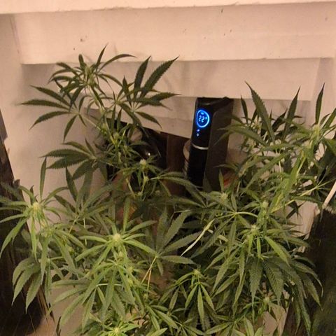 Puple punch  6 growlog timeline photo