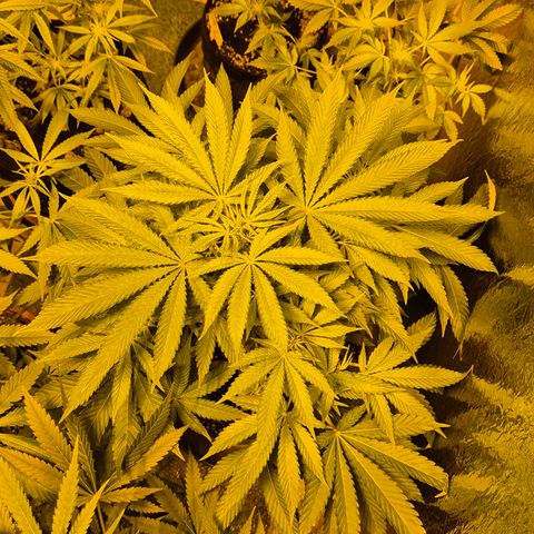 Karli - SHISKABERRY (auto) growlog timeline photo