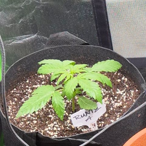 Runtzi Auto ♥️ Barney's Farm  growlog timeline photo