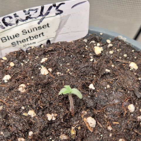 🌅Sherbi photo, blue sunset sherbert, Barneys farm  growlog timeline photo