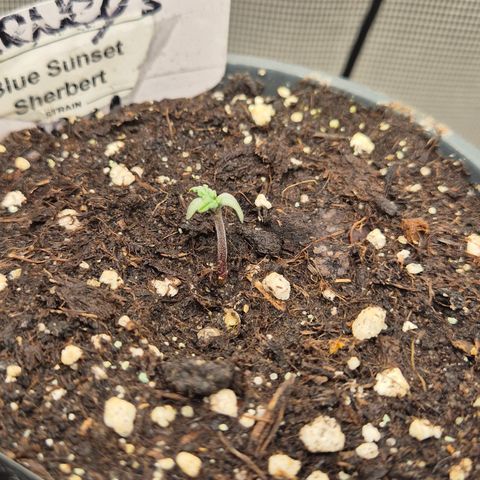 🌅Sherbi photo, blue sunset sherbert, Barneys farm  growlog timeline photo