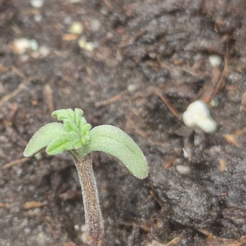 🌅Sherbi photo, blue sunset sherbert, Barneys farm  growlog timeline photo