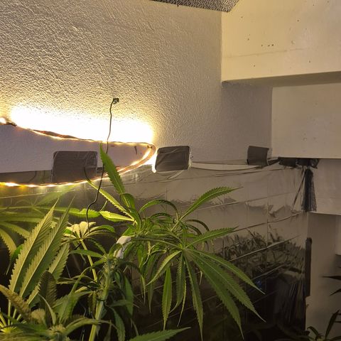 7 Punchi PURPLE PUNCH (photo) growlog photo: Der versuch 185cm unter Kontrolle zu bringen 😬