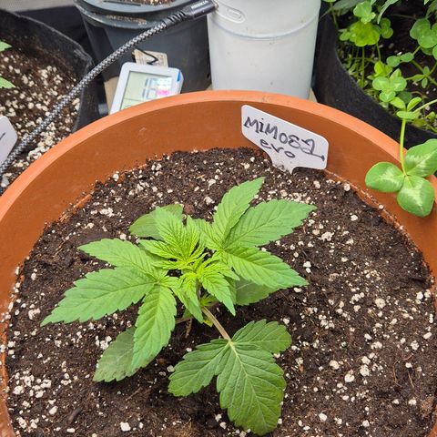 Mimosa evo Photo ♥️ Barney's Farm  growlog timeline photo