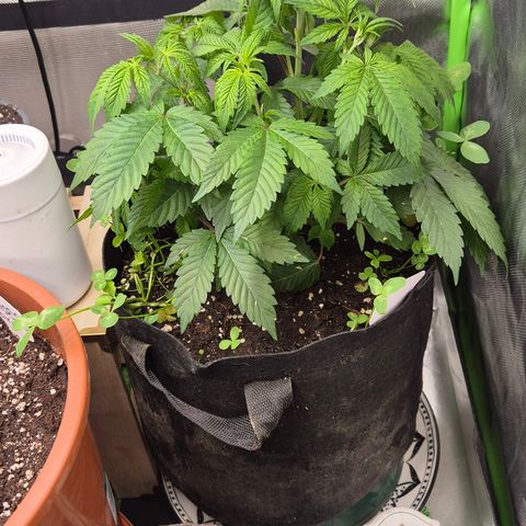 Kushi 😶‍🌫️(rest n. Teilernte/ critical kush, 9.1.24 🎁, Kümmerling) growlog timeline photo