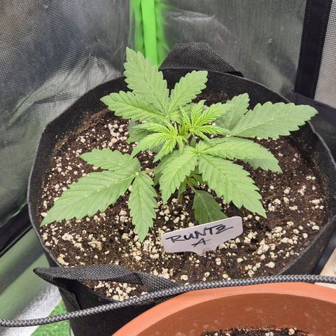 Runtzi Auto ♥️ Barney's Farm  growlog timeline photo