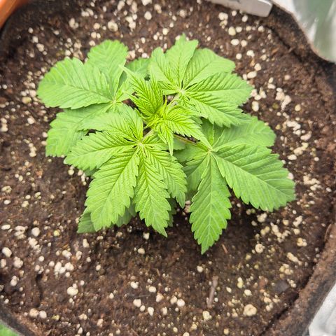 🍍Anna  #1 amnesia lemon  growlog timeline photo