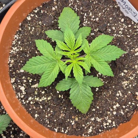 Mimosa evo Photo ♥️ Barney's Farm  growlog timeline photo