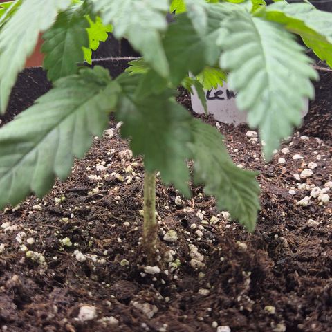 🍍Anna  #1 amnesia lemon  growlog timeline photo