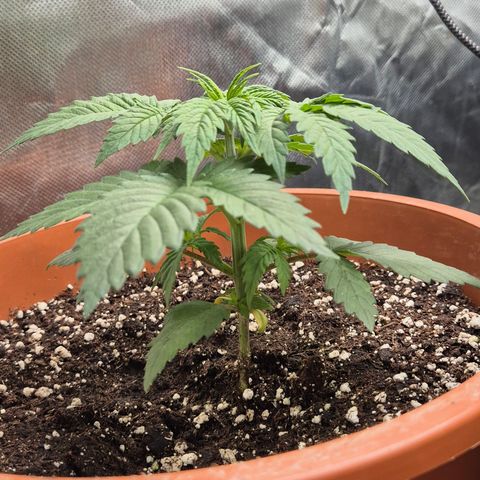 DieAnnas  #2 amnesia lemon/ungedämmter Dachboden growlog timeline photo