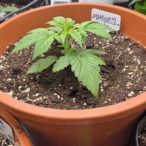 Mimosa evo Photo ♥️ Barney's Farm  growlog timeline photo