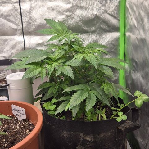 Kushi 😶‍🌫️(rest n. Teilernte/ critical kush, 9.1.24 🎁, Kümmerling) growlog timeline photo