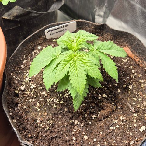 🍍Anna  #1 amnesia lemon  growlog timeline photo