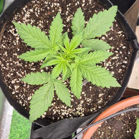 Runtzi Auto ♥️ Barney's Farm  growlog timeline photo