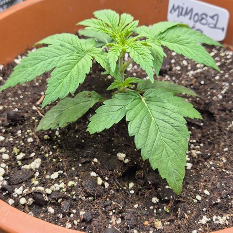 Mimosa evo Photo ♥️ Barney's Farm  growlog timeline photo