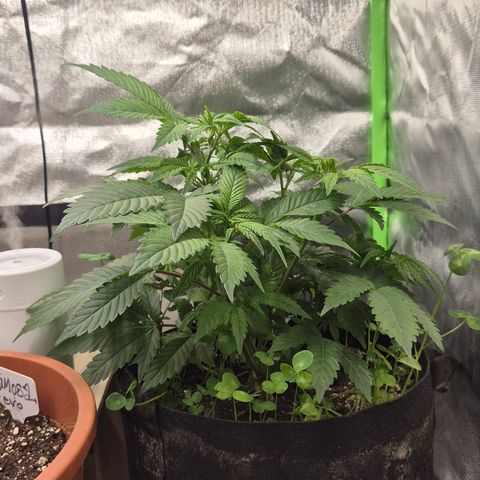 Kushi 😶‍🌫️(rest n. Teilernte/ critical kush, 9.1.24 🎁, Kümmerling) growlog timeline photo