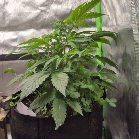 Kushi 😶‍🌫️(rest n. Teilernte/ critical kush, 9.1.24 🎁, Kümmerling) growlog timeline photo
