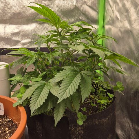 Kushi 😶‍🌫️(rest n. Teilernte/ critical kush, 9.1.24 🎁, Kümmerling) growlog timeline photo