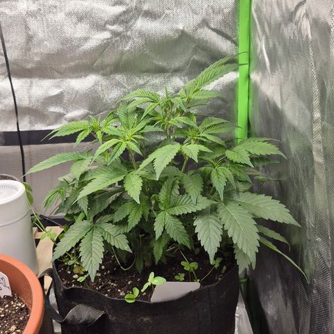 Kushi 😶‍🌫️(rest n. Teilernte/ critical kush, 9.1.24 🎁, Kümmerling) growlog timeline photo
