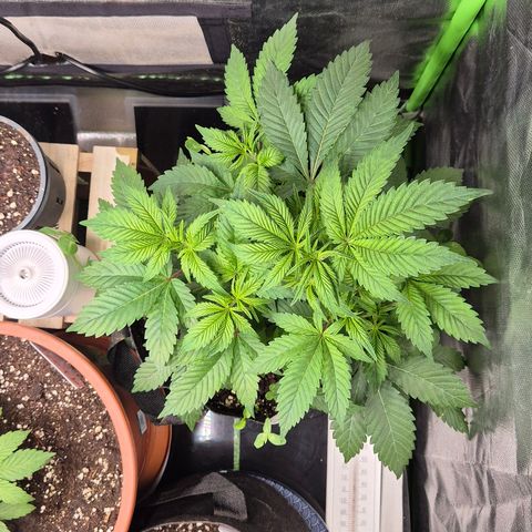 Kushi 😶‍🌫️(rest n. Teilernte/ critical kush, 9.1.24 🎁, Kümmerling) growlog timeline photo