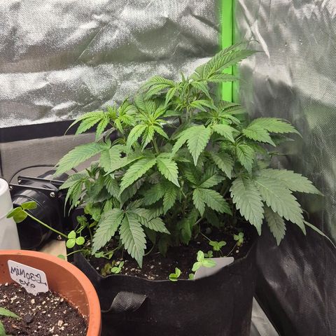 Kushi 😶‍🌫️(rest n. Teilernte/ critical kush, 9.1.24 🎁, Kümmerling) growlog timeline photo
