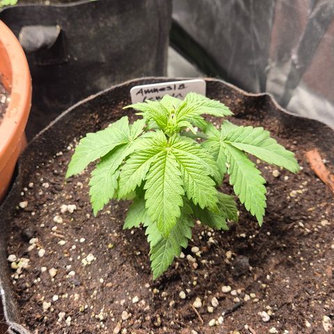 🍍Anna  #1 amnesia lemon  growlog timeline photo