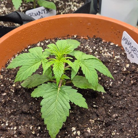 Mimosa evo Photo ♥️ Barney's Farm  growlog timeline photo