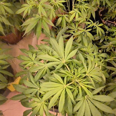 Karli - SHISKABERRY (auto) growlog timeline photo