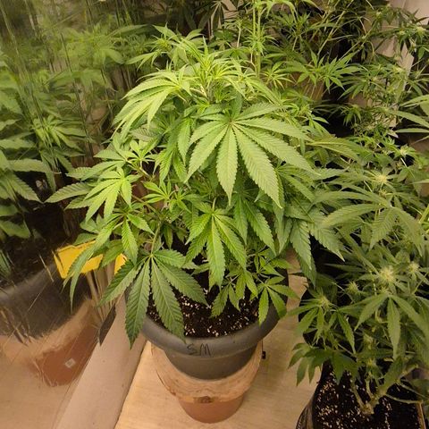 Karli - SHISKABERRY (auto) growlog timeline photo