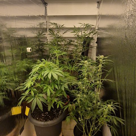 Karli - SHISKABERRY (auto) growlog photo: Man beachten den Stamm😅