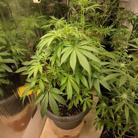 Karli - SHISKABERRY (auto) growlog photo: Man beachten den Stamm😅
