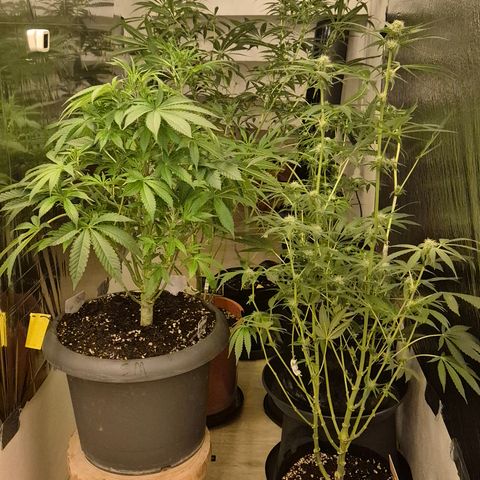 Karli - SHISKABERRY (auto) growlog photo: Man beachten den Stamm😅
