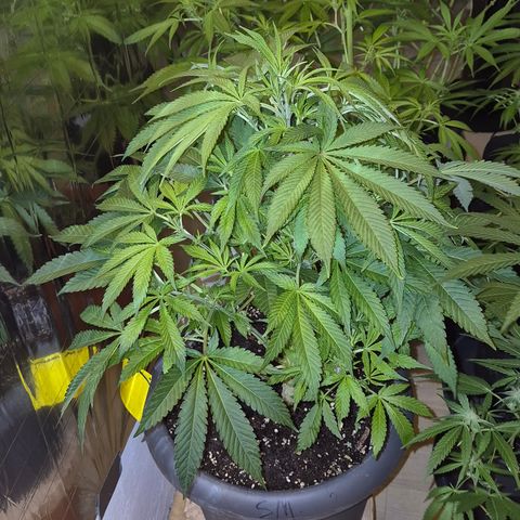 Karli - SHISKABERRY (auto) growlog photo: Man beachten den Stamm😅