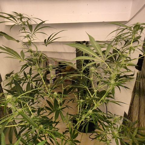 Puple punch  6 growlog timeline photo