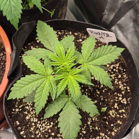 Runtzi Auto ♥️ Barney's Farm  growlog timeline photo
