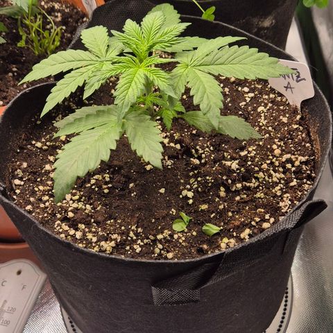 Runtzi Auto ♥️ Barney's Farm  growlog timeline photo