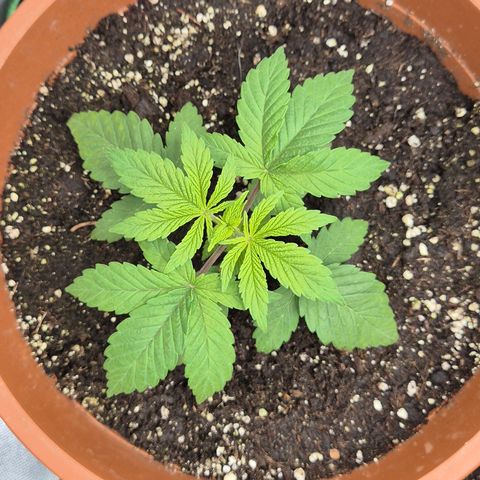 Mimosa evo Photo ♥️ Barney's Farm  growlog timeline photo