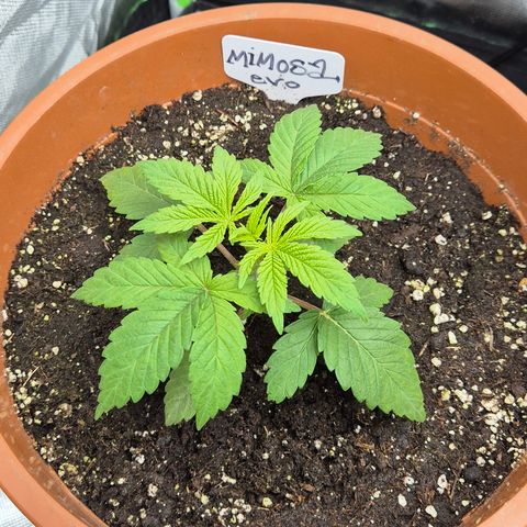 Mimosa evo Photo ♥️ Barney's Farm  growlog timeline photo