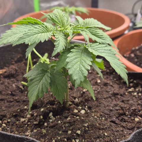 🍍Anna  #1 amnesia lemon  growlog timeline photo