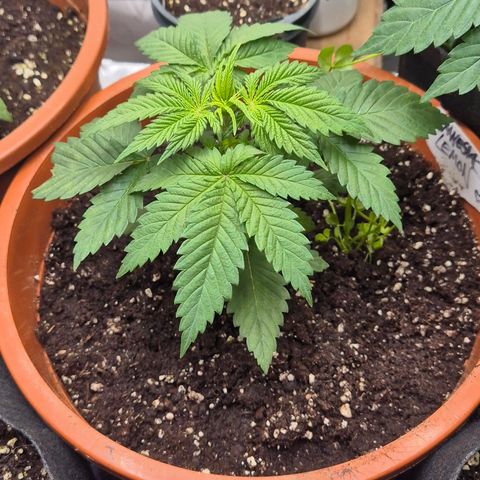 DieAnnas  #2 amnesia lemon/ungedämmter Dachboden growlog timeline photo