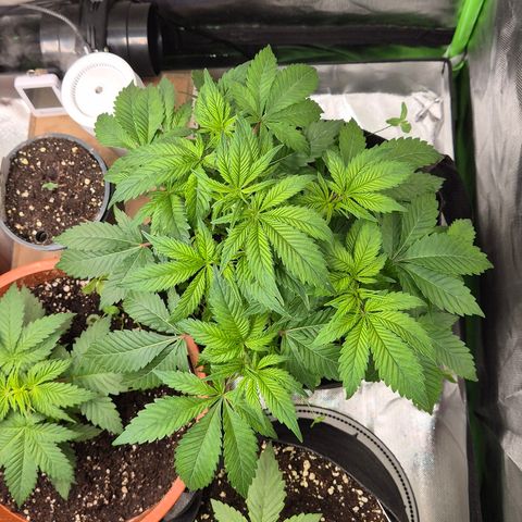Kushi 😶‍🌫️(rest n. Teilernte/ critical kush, 9.1.24 🎁, Kümmerling) growlog timeline photo