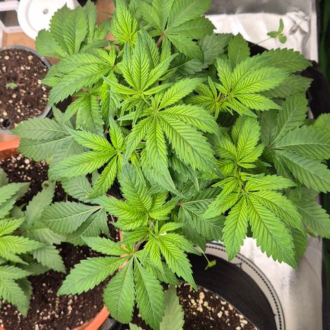 Kushi 😶‍🌫️(rest n. Teilernte/ critical kush, 9.1.24 🎁, Kümmerling) growlog timeline photo