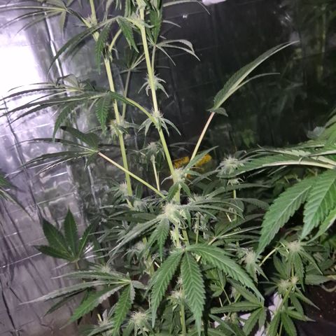 Strawberry Marshmallow growlog timeline photo