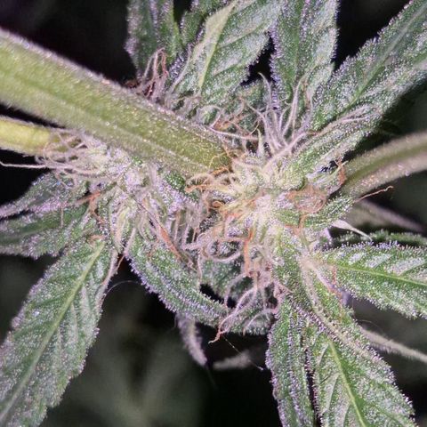 Strawberry Marshmallow growlog timeline photo