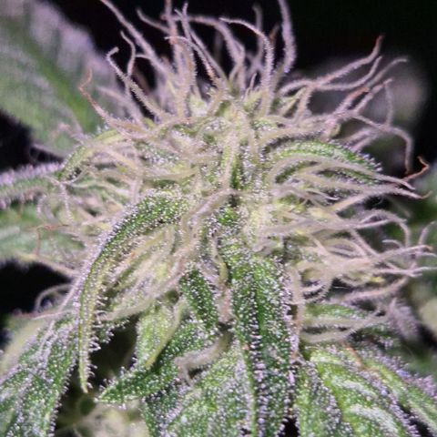 Strawberry Marshmallow growlog timeline photo