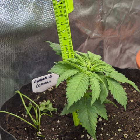 🍍Anna  #1 amnesia lemon  growlog timeline photo