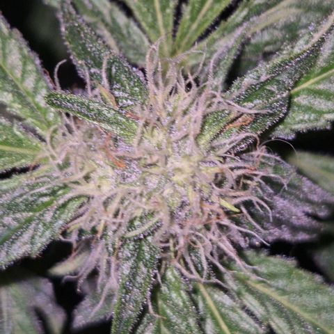 Strawberry Marshmallow growlog timeline photo