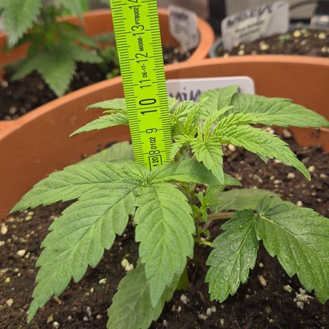 Mimosa evo Photo ♥️ Barney's Farm  growlog timeline photo